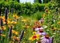 Bienenfreundliche Blumen anpflanzen