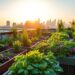 urban gardening projekt